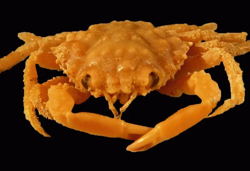 Shaggy Clinging Crab (Mithrax pleuracanthus)