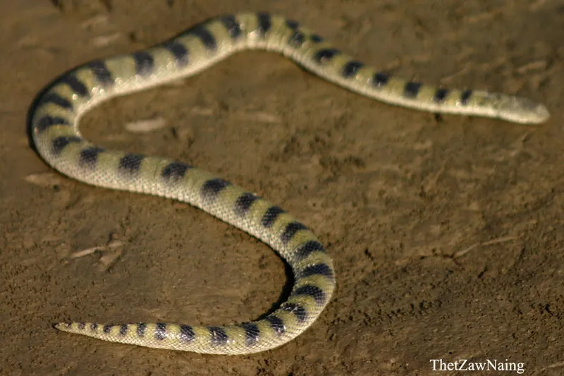 Bitia (Bitia hydroides)