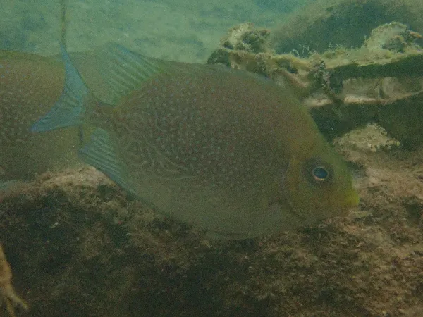 Randall's Rabbitfish (Siganus randalli)