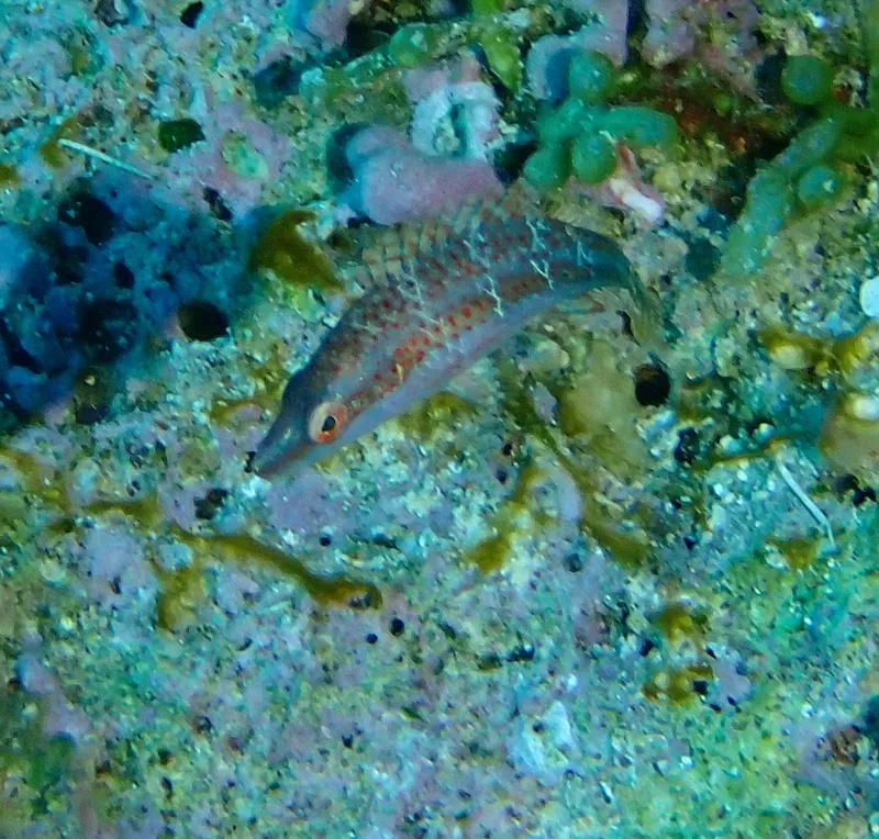 Oriental Maori Wrasse (Oxycheilinus orientalis)
