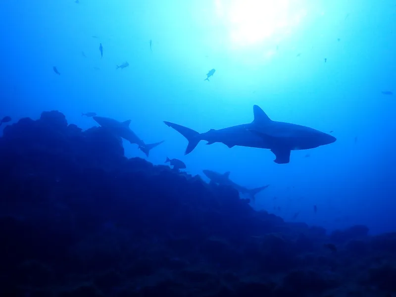 Silvertip Shark (Carcharhinus albimarginatus)