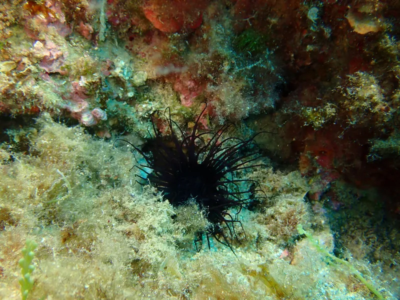 Cylinder Anemone (Cerianthus membranaceus)