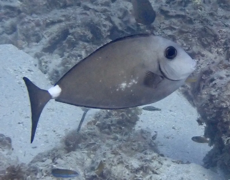 Horseface Unicornfish (Naso fageni)