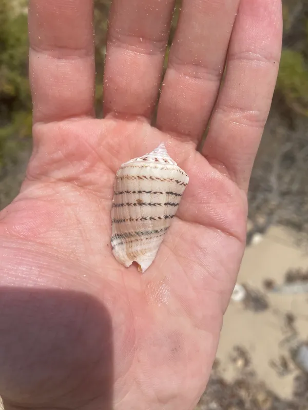Lined Conch (Conomurex fasciatus)
