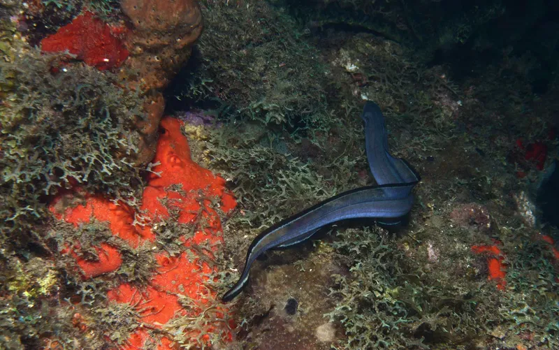 Manytooth Conger (Conger triporiceps)