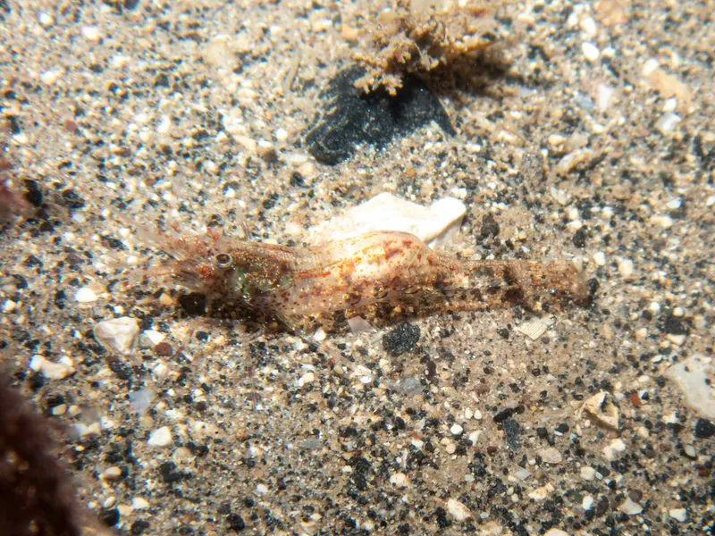 Pandalina brevirostris