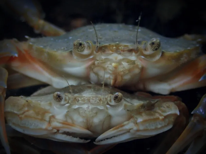 Common Swimming Crab (Polybius holsatus)
