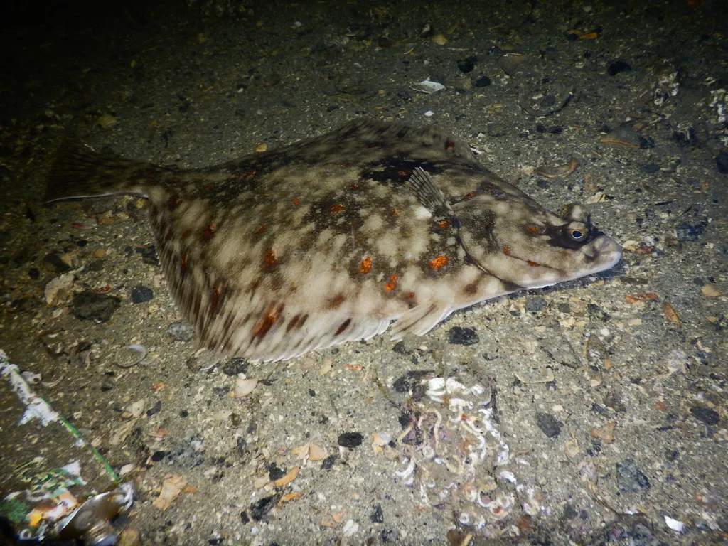 European Plaice (Pleuronectes platessa)