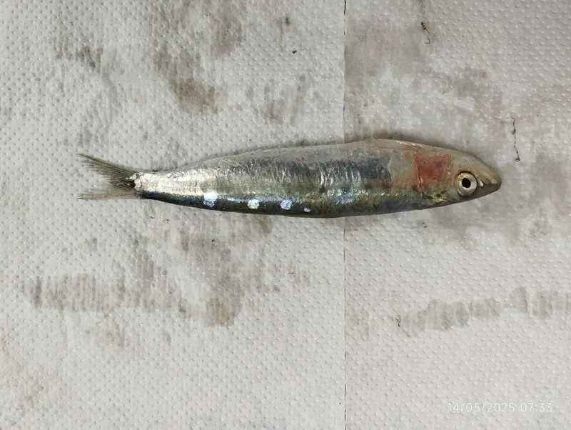 European Pilchard (Sardina pilchardus)