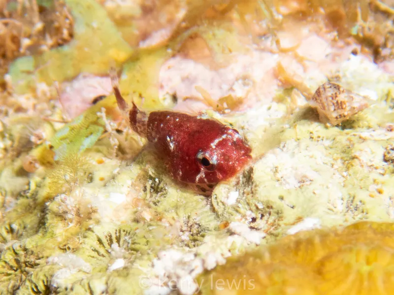 Red Clingfish (Acyrtus rubiginosus)