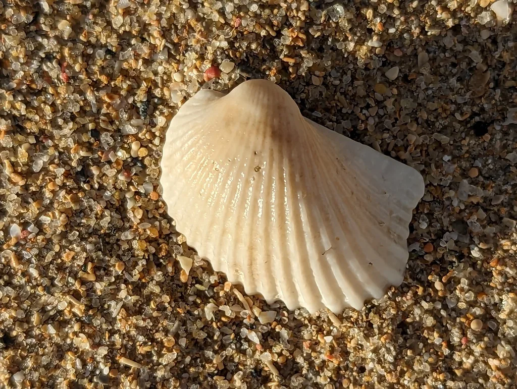 Eared Ark (Anadara notabilis)