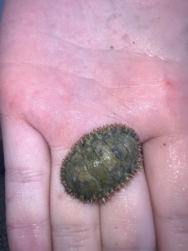 Rough-Girdled Chiton (Ceratozona squalida)