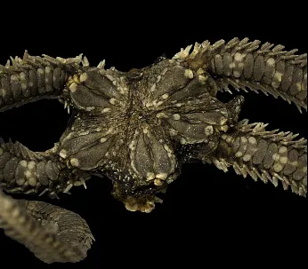 Sea Grass Brittle Star (Ophiactis quinqueradia)