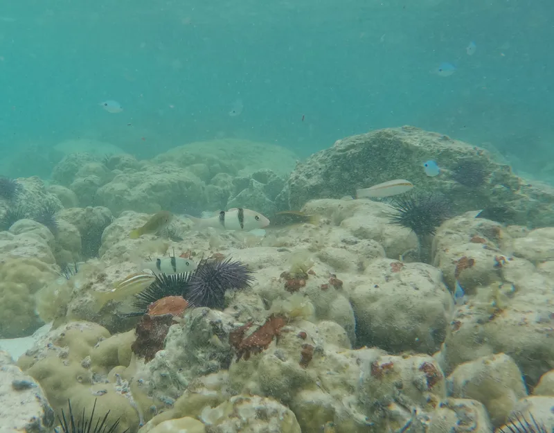 Zigzag Wrasse (Halichoeres scapularis)