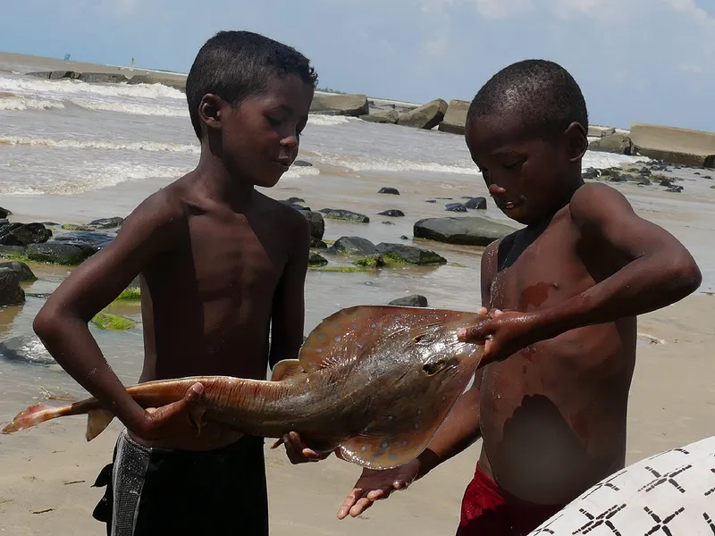 Malagasy Blue-Spotted Guitarfish (Acroteriobatus andysabini)