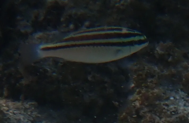 Arabian Monocle Bream (Scolopsis ghanam)