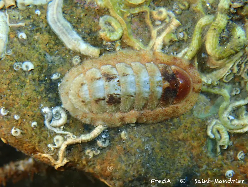 Ischnochiton rissoi