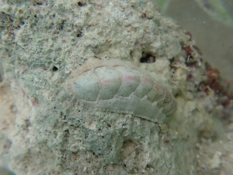 Caribbean Slender Chiton (Stenoplax purpurascens)