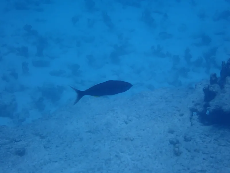 Small Toothed Jobfish (Aphareus furca)