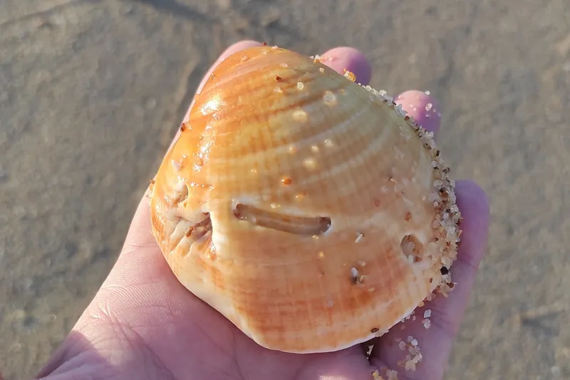 Two-Spotted Bittersweet Clam (Glycymeris bimaculata)
