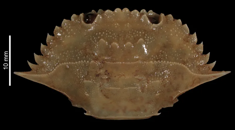 Laleonectes vocans
