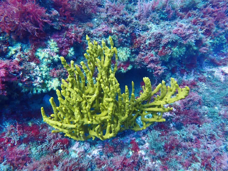 Common Antler Sponge (Axinella polypoides)