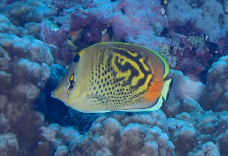 Dot and Dash Butterflyfish (Chaetodon pelewensis)