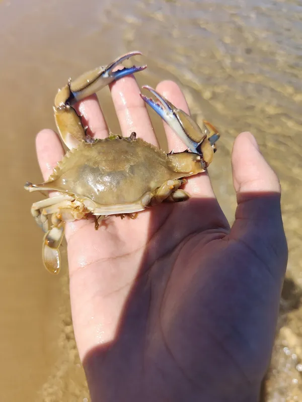 Ornate Blue Crab (Callinectes ornatus)