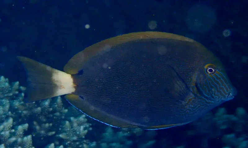 Bluelined Surgeonfish (Acanthurus nigros)
