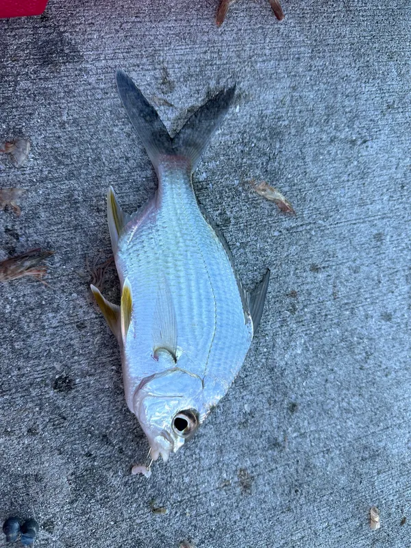 Irish Mojarra (Diapterus auratus)