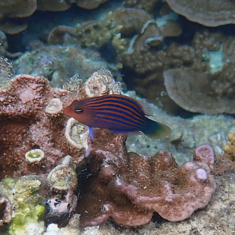 Pyjama (Pseudocheilinus hexataenia)