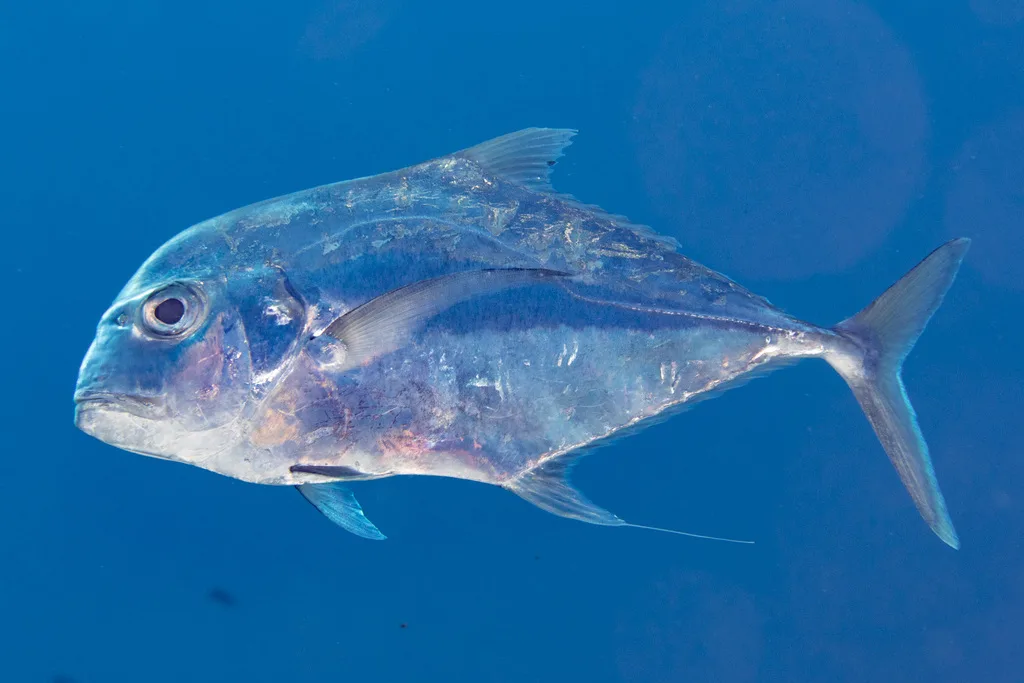 African Pompano (Alectis ciliaris)