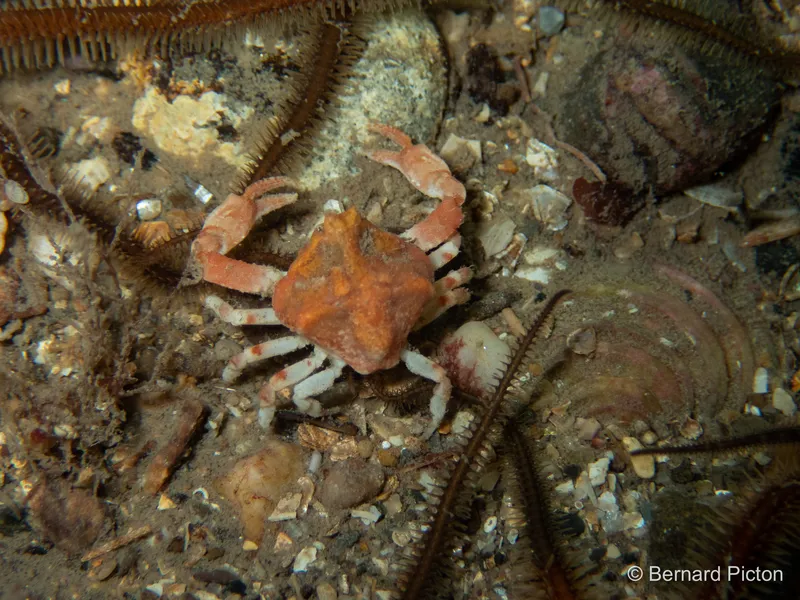 Pennant's Nut Crab (Ebalia tuberosa)