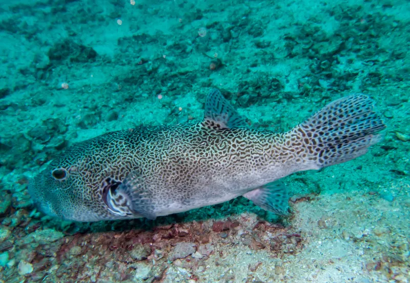 Blackspotted Puffer (Arothron stellatus)