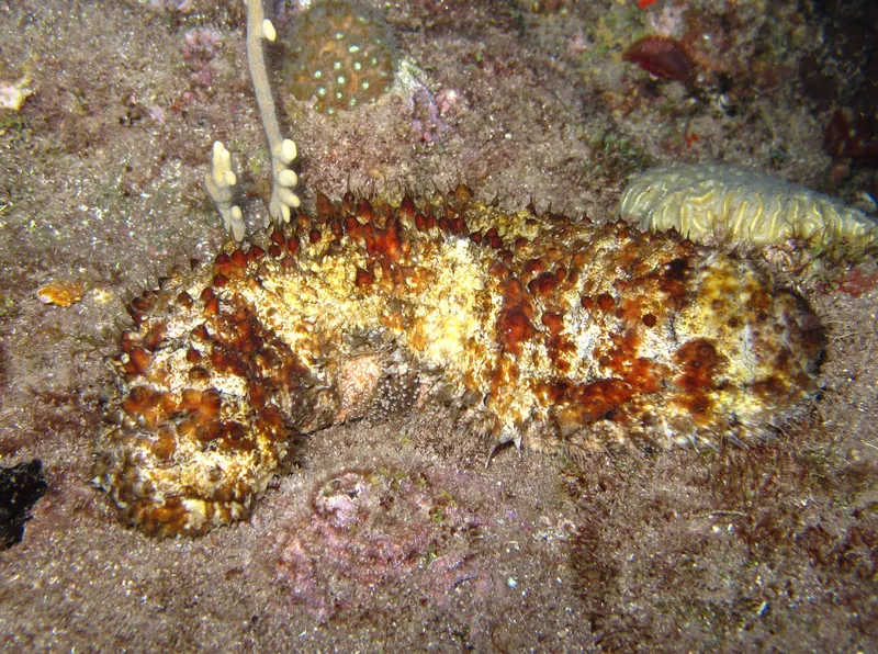 West Indian Sea Cucumber (Actinopyga agassizii)