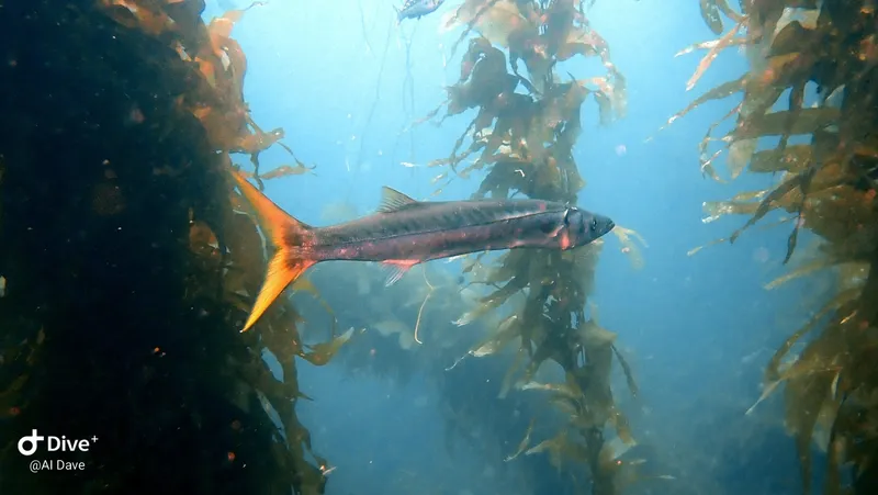 Pacific Barracuda (Sphyraena argentea)