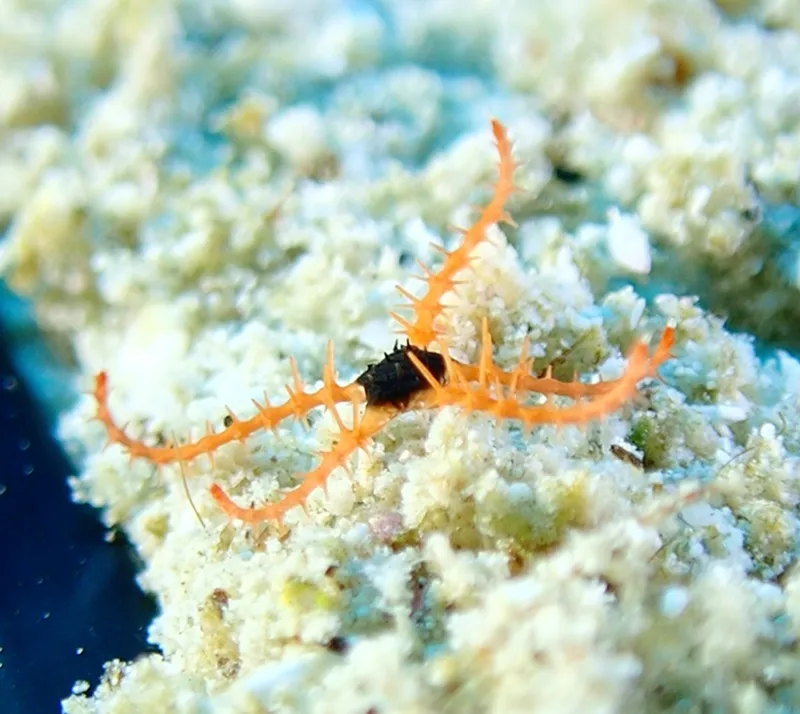 Red Ophiocoma (Ophiomastix wendtii)