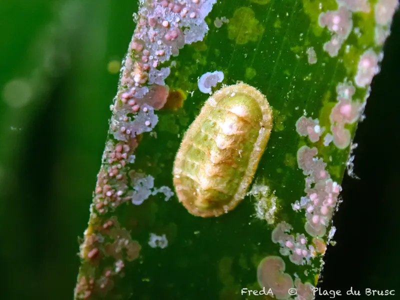 Lepidochitona furtiva