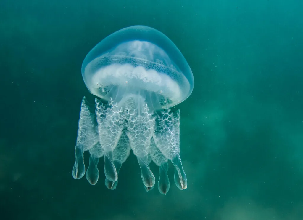 Barrel Jellyfish (Rhizostoma pulmo)