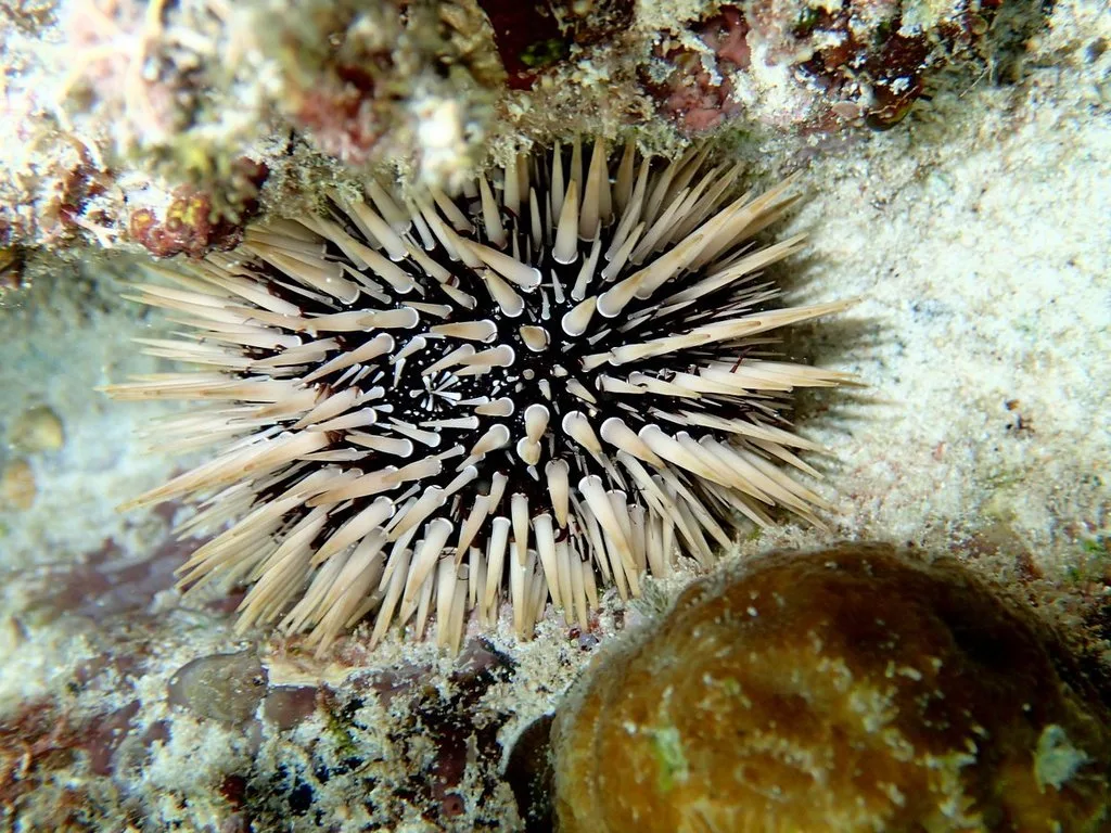Rock-Boring Urchin (Echinometra mathaei)