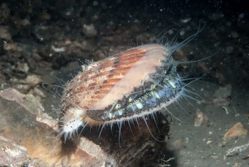 Queen Scallop (Aequipecten opercularis)