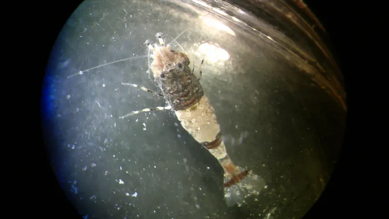 Philocheras fasciatus