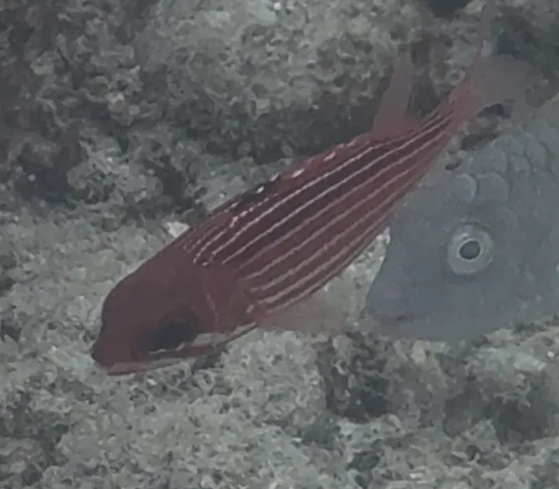 reef squirrelfish (Sargocentron coruscum)