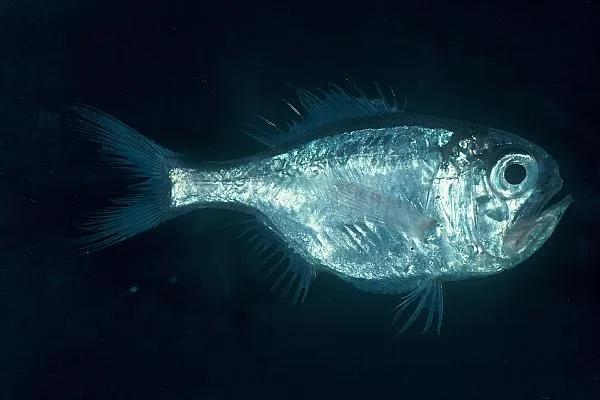 Rough-Fish (Hoplostethus mediterraneus)