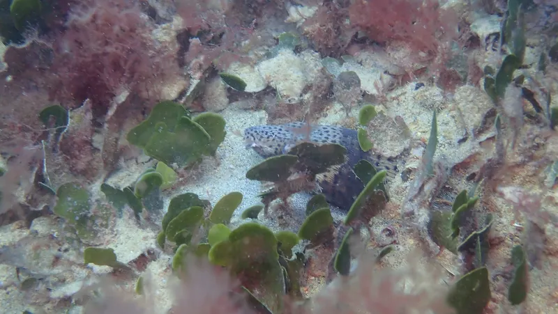 Spotted Snake Eel (Ophichthus ophis)