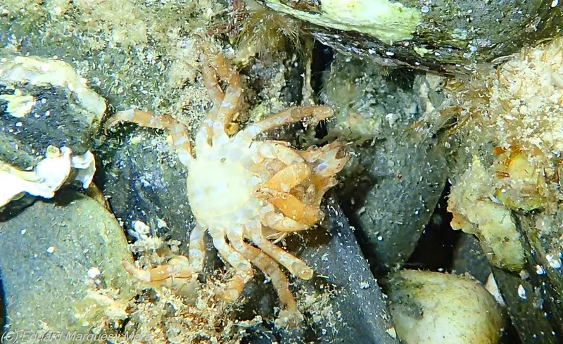 Surf Crab (Acanthonyx lunulatus)