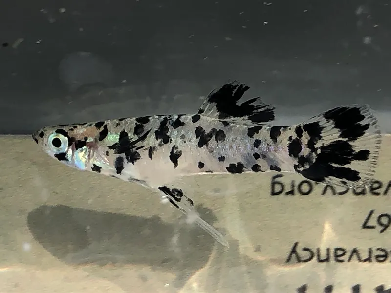 Eastern mosquitofish (Gambusia holbrooki)