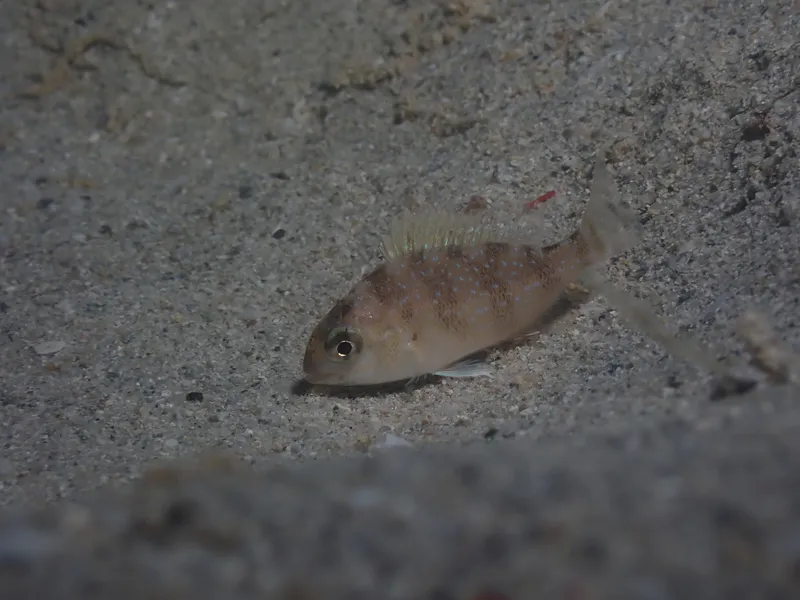 Common Seabream (Pagrus pagrus)