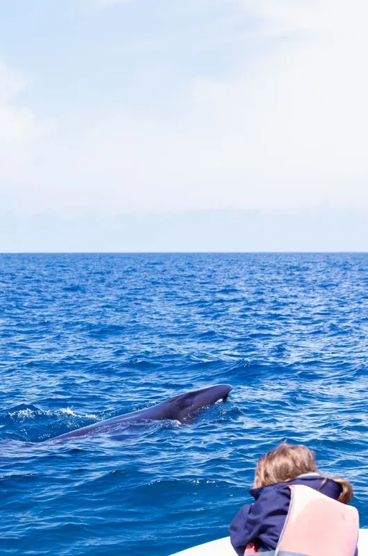 Dike Whale (Balaenoptera borealis)