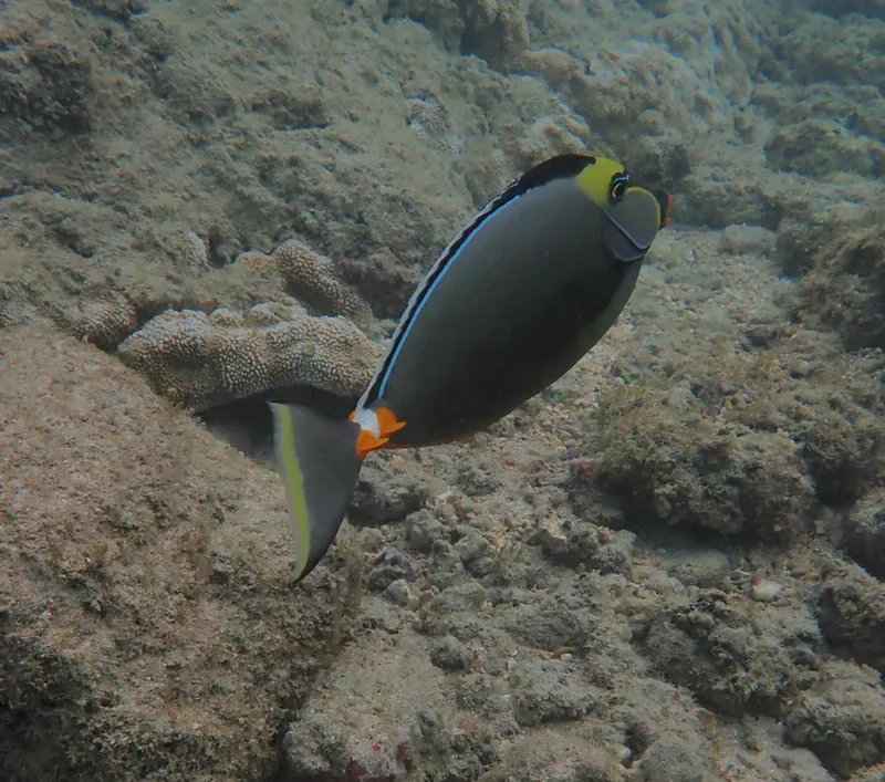 Orangespine Unicornfish (Naso lituratus)
